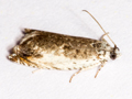 Ancylis laetana